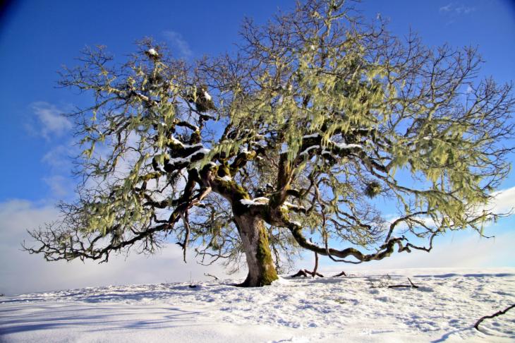 Baum in der Winterlandschaft