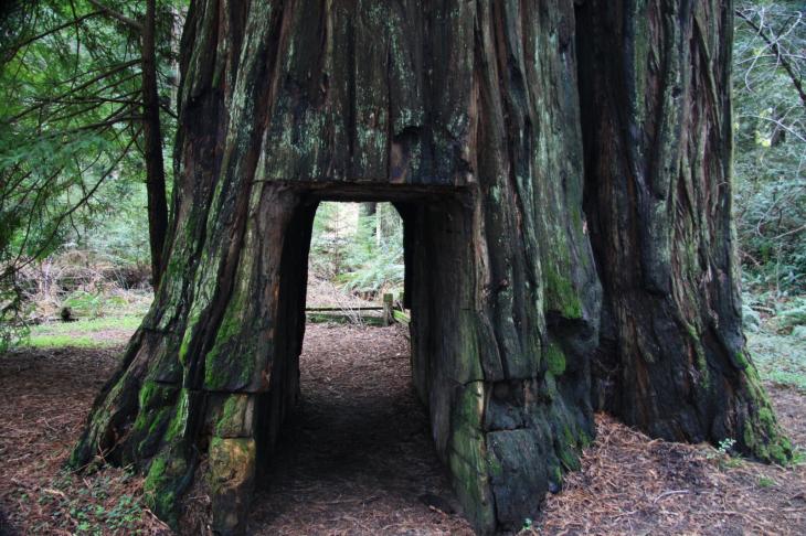 Ein Baum mit Tunnel