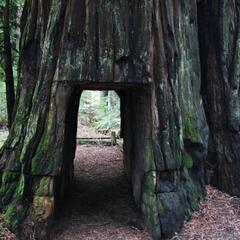 Ein Baum mit Tunnel