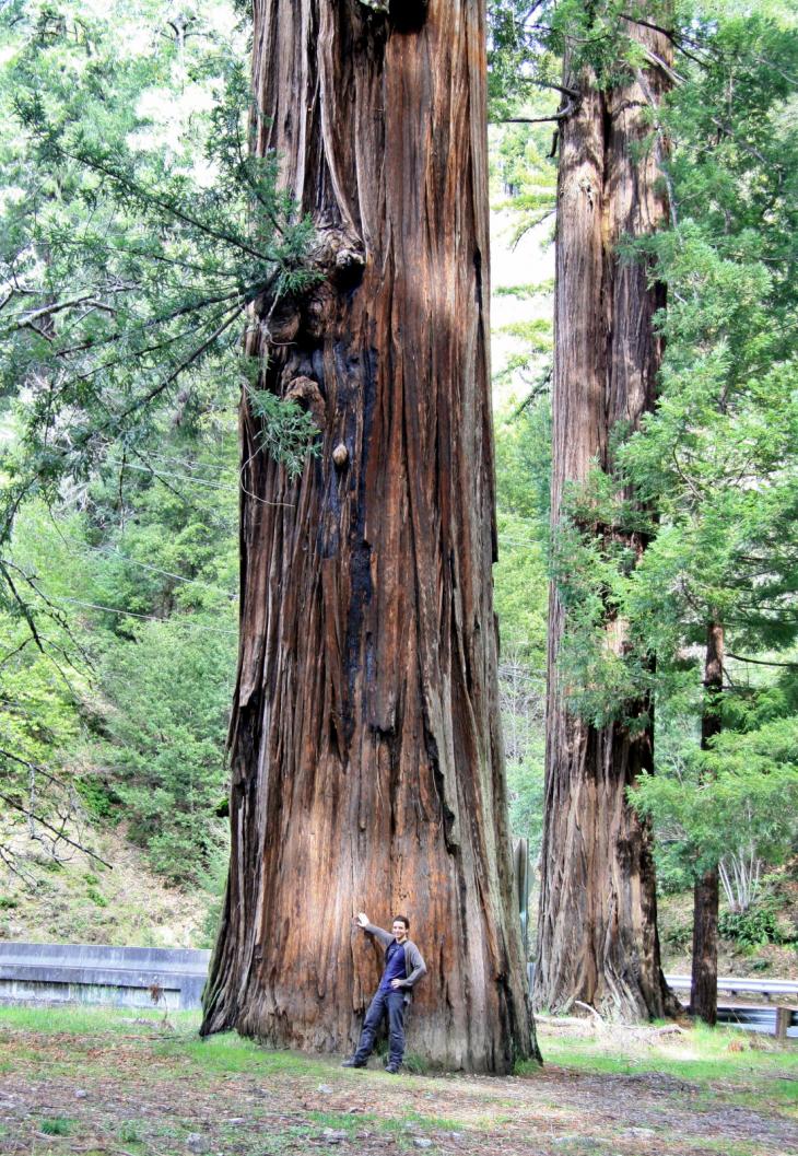 Der Redwood tree und ich