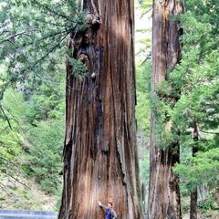 Der Redwood tree und ich