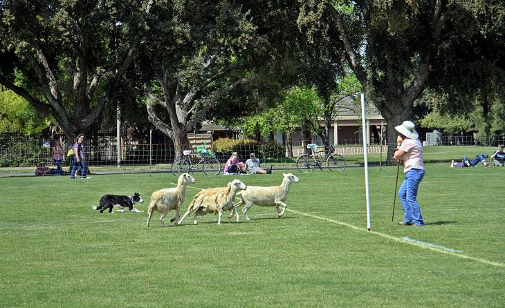 Sheep Herding Contest / Schäferhund Wettbewerb