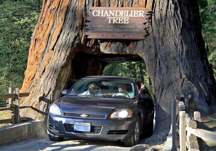 Drive-Through Redwood Tree