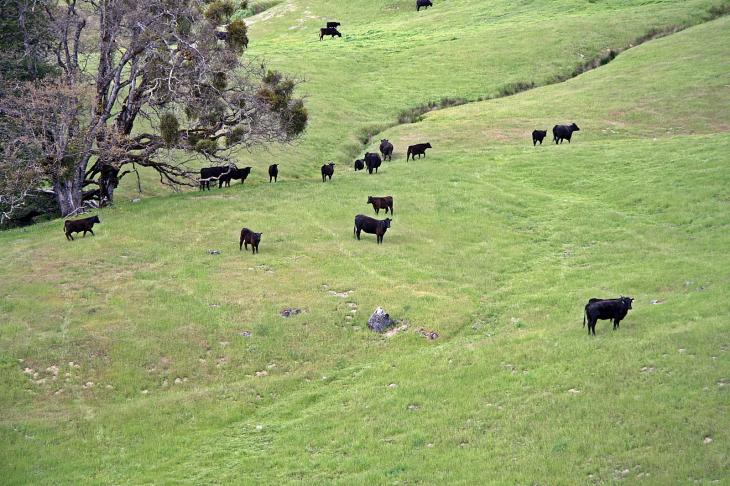 Cows eating grass / Rinder beim grasen