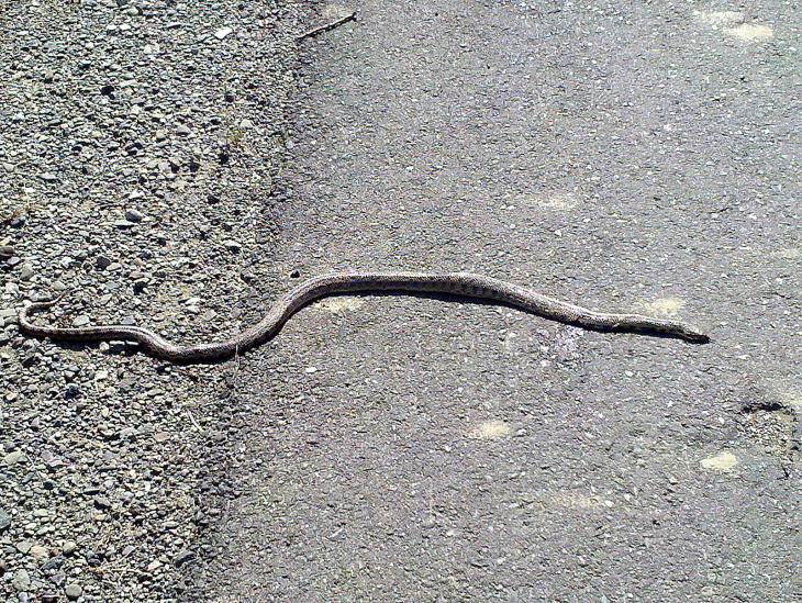A snake at the side of the road / Eine Schlange am Straßenrand