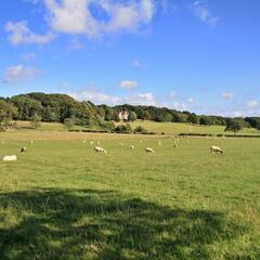 Sheep on the road towards Lancaster University