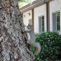 Squirrel at UC Davis
