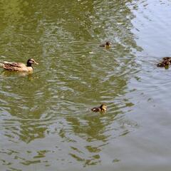 Ducklings at UC Davis