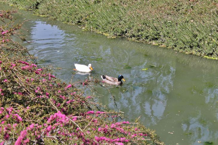 Ducks at UC Davis