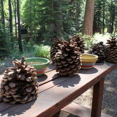 Pine cones at Lake Tahoe