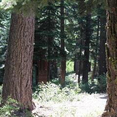 Trees at Lake Tahoe