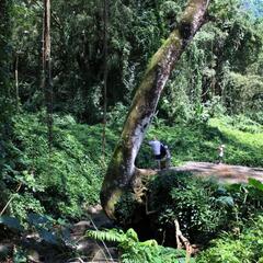 Hike to Manoa Falls