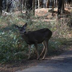 Deer in the Mariposa Grove