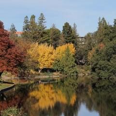 Lake Spafford, Arboretum
