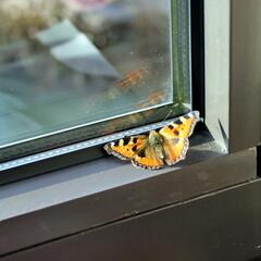 Butterfly behind window