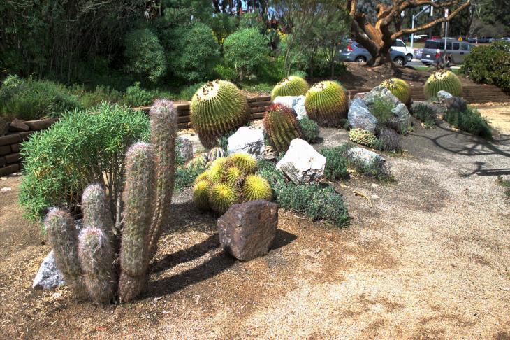 Cactuses at Balboa Park