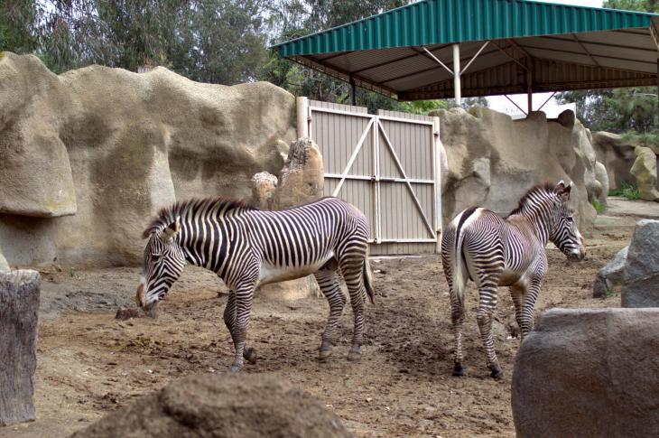 Zebras at San Diego Zöo