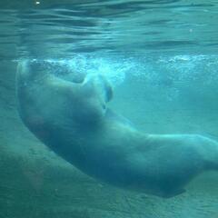 Underwater Polar Bear