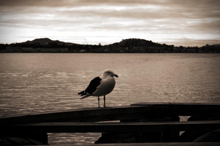 Seagull at Princes Wharf