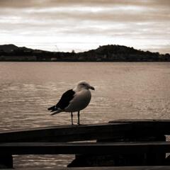 Seagull at Princes Wharf