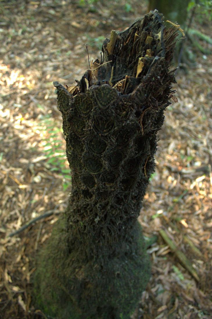 Tree ferns remains