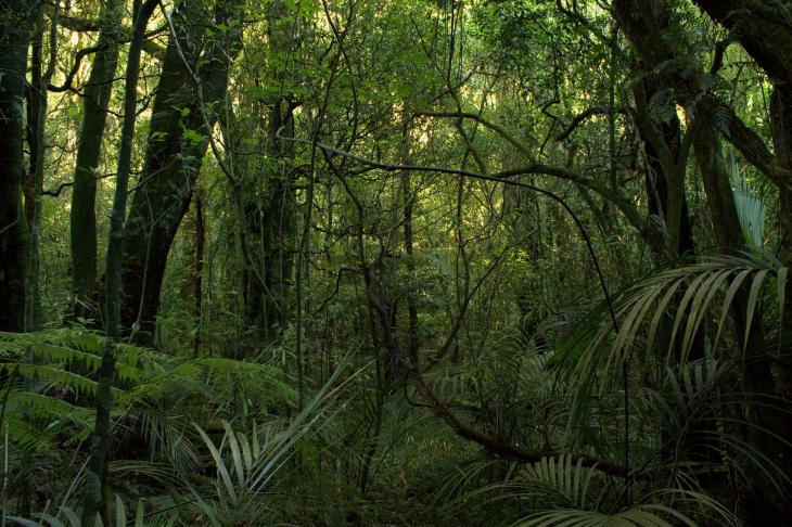 The native "bush" (temperate rainforest)