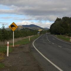 Kiwi Warning Sign