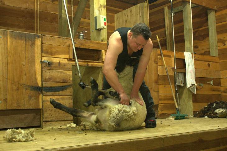 Sheep shearing at the Agrodome