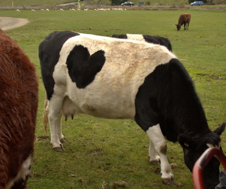 "Heart"-Cow