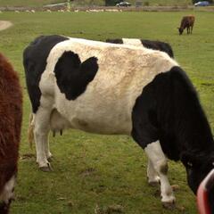 "Heart"-Cow