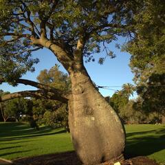 "Bottle Tree" in the The Royal Botanic Gardens