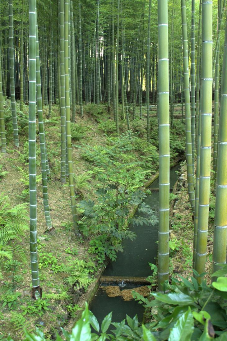 Bamboo Forest at Tenryuji Temple