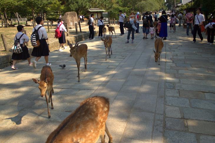 Deer at Todaiji Temple