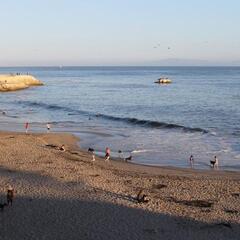 Dog-friendly beach at West Cliff