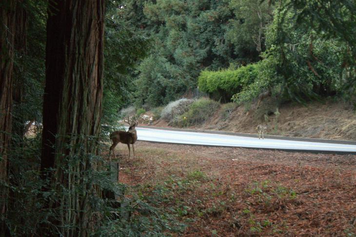 Deer on UCSC campus