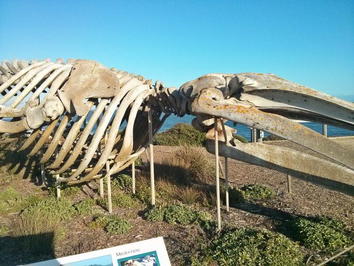 Gray Whale at the Seymour Marine Discovery Center