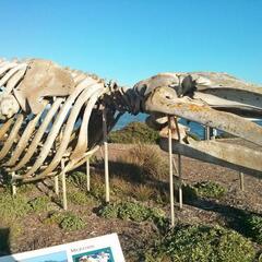 Gray Whale at the Seymour Marine Discovery Center