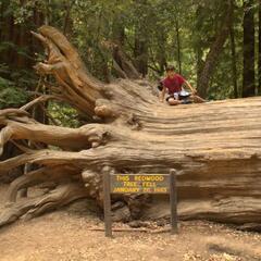 Fallen Redwood Tree at Park Headquarters