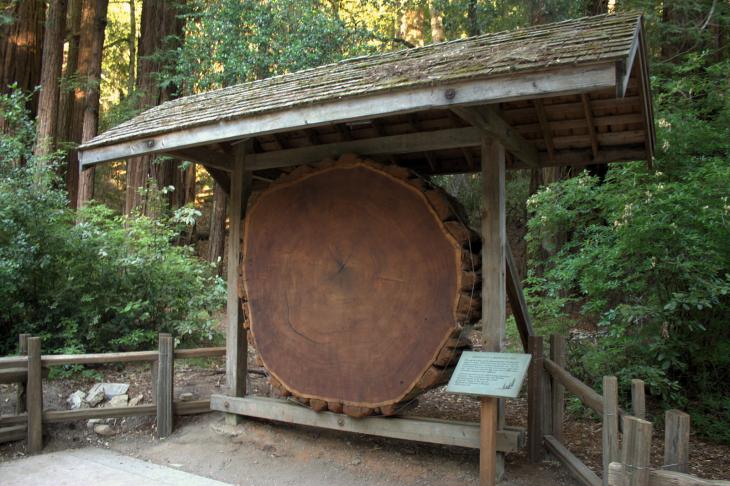 A Slice of a Redwood Tree at Park Headquarters