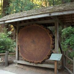A Slice of a Redwood Tree at Park Headquarters