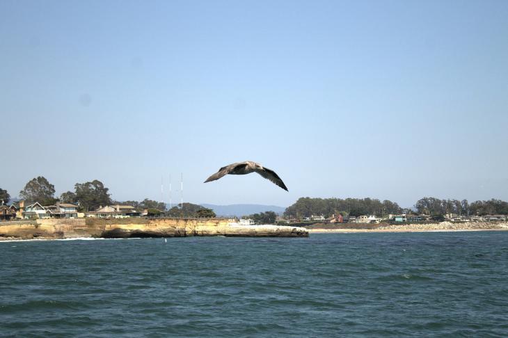 Petrel over Santa Cruz