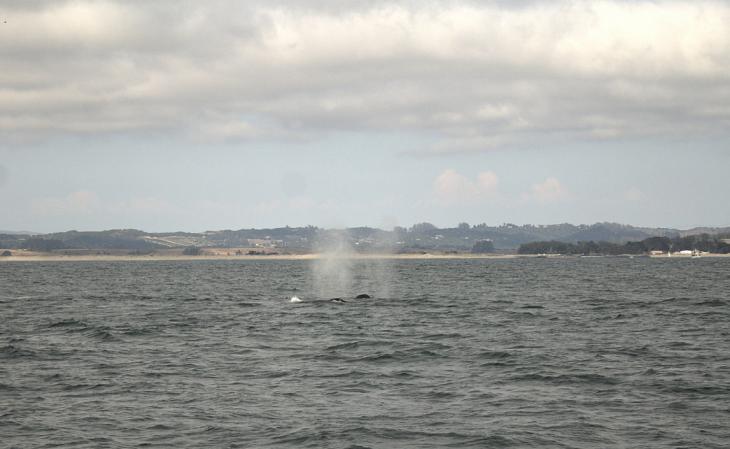 Spout of a Humpback Whale