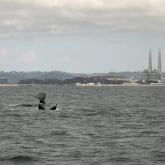 Two Humpback Whales near Moss Landing