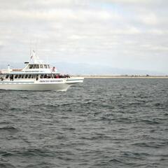 Another whale watching tour