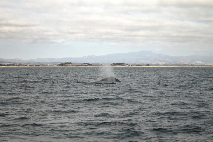 More Humpback Whales