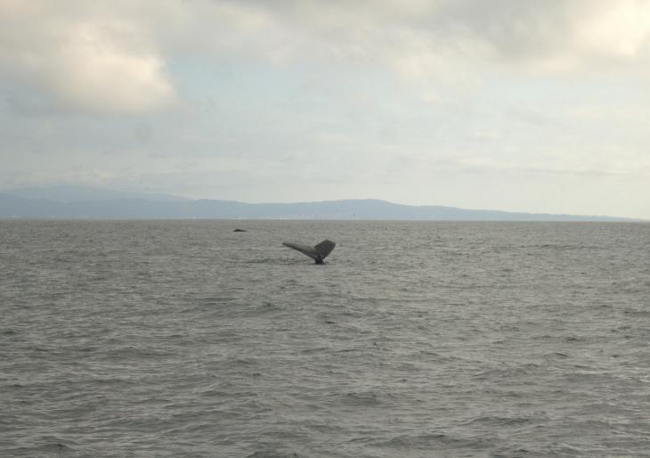 Tail of a Humpback Whale