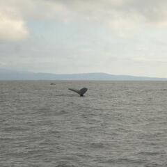 Tail of a Humpback Whale
