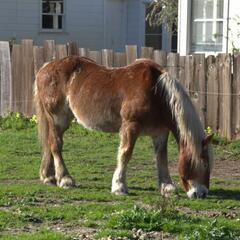 Horse at Wilder Ranch