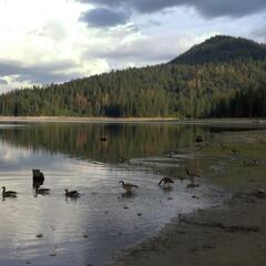 Wild geese at Bass Lake