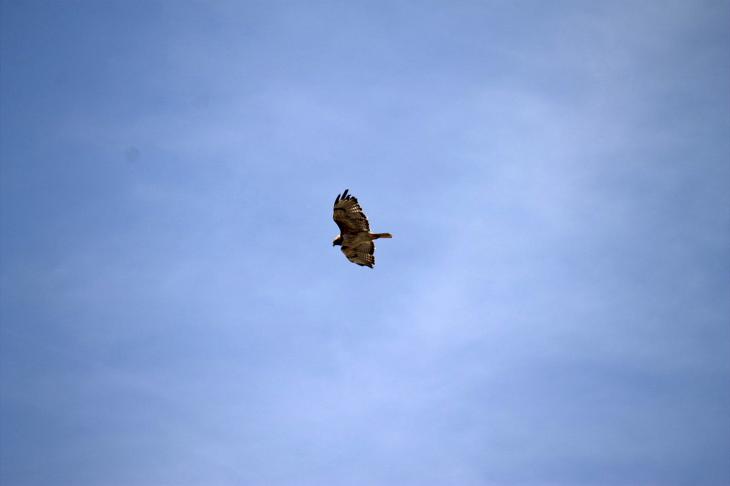 Hawk over San Francisco